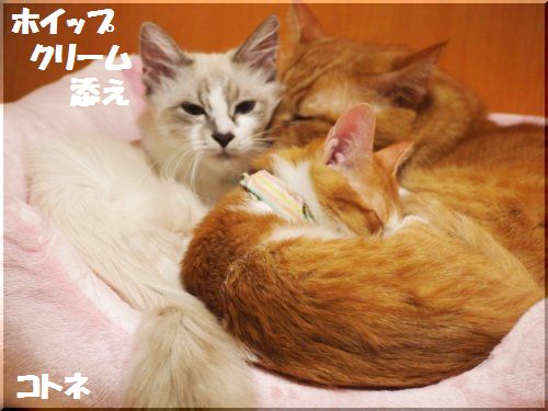 2012101806.jpg