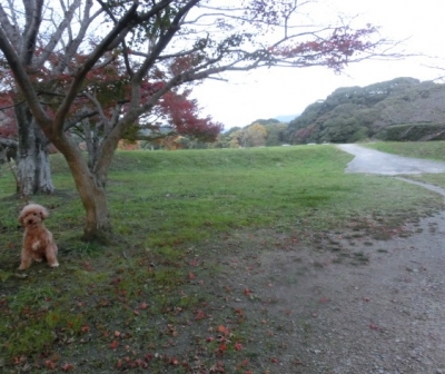 CIMG0019_201411201609154c2.jpg