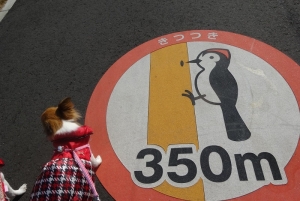 キツツキさん