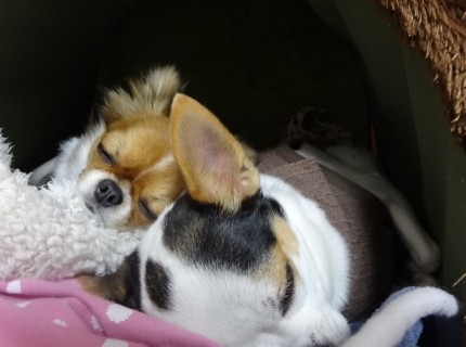おひるね