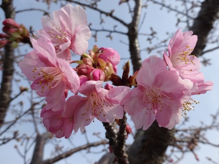 開花