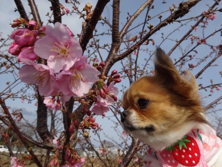 まりんと桜