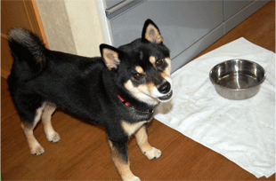 DSC_0385.gif