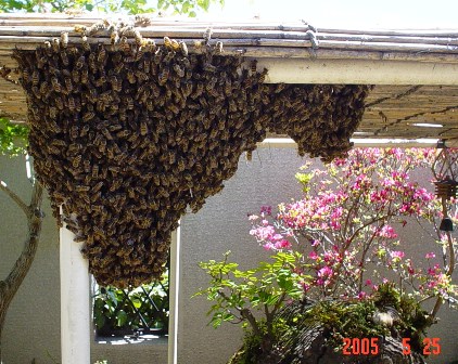 ０５蜜蜂