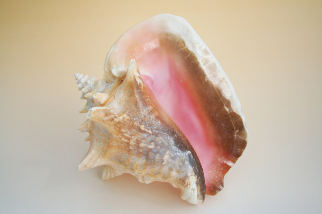 シェル再入荷 ピンク貝 クイーンコンク 天然の貝殻 貝と海のアクセサリー インテリア雑貨 湘南 コースタル ルーム ブログ