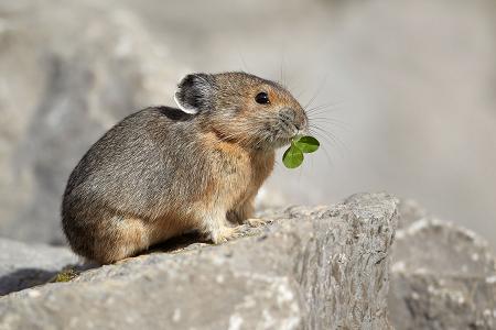 546_1pika_with_clover.jpg