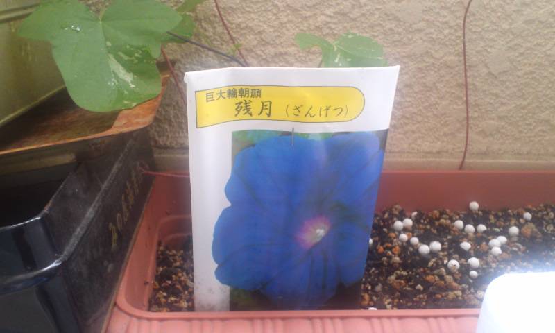 朝顔青