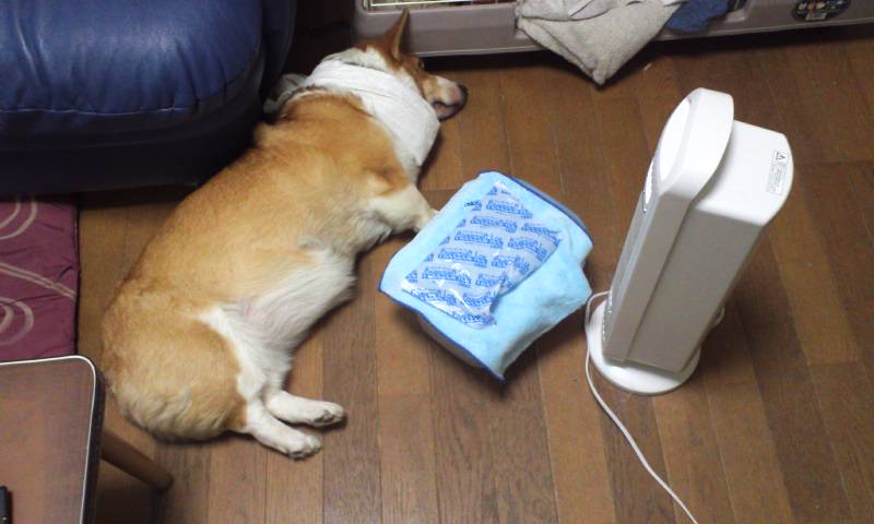 扇風機とマヤ