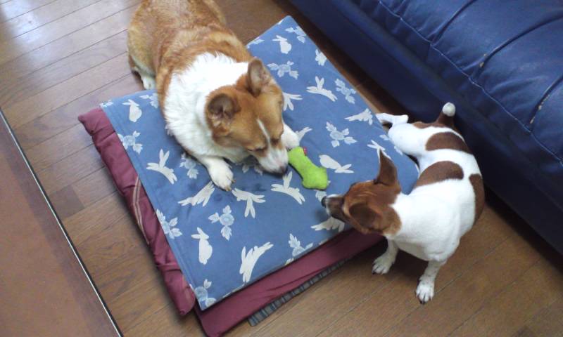 マヤとリン5