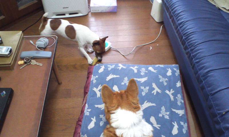 マヤとリン4