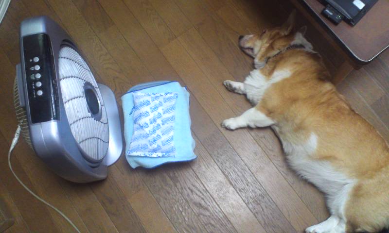 マヤ定位置