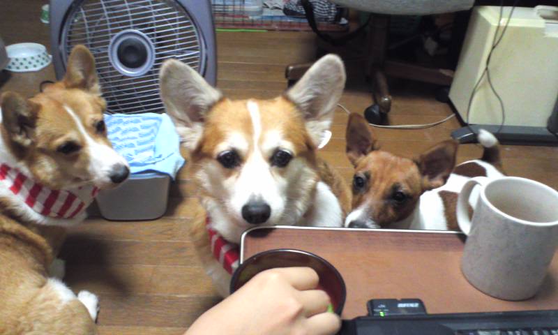 ぺこマヤリン