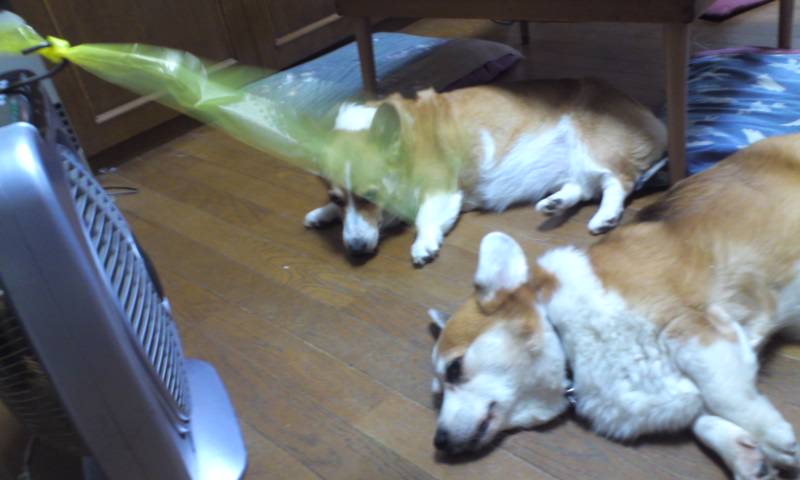 ぺこまや