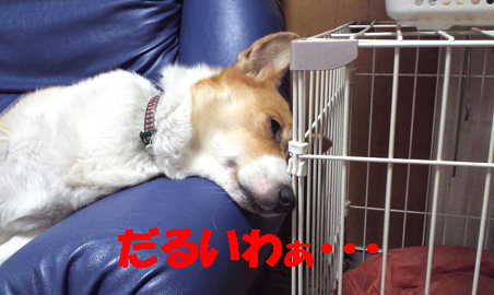 マヤ
