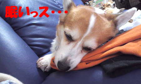 ぺこ