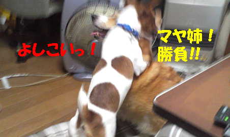 マヤリン1