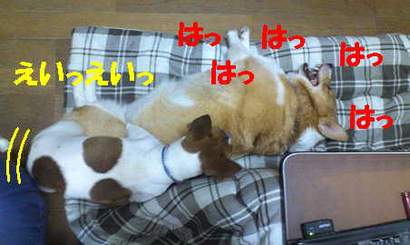 マヤリン7