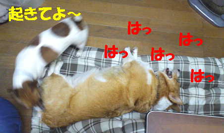 マヤリン6