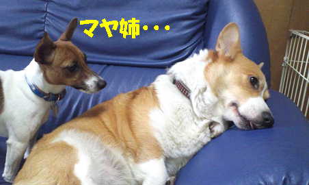 マヤリン9