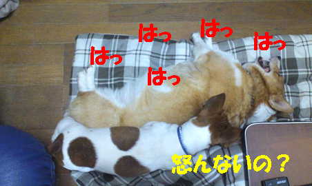マヤリン8