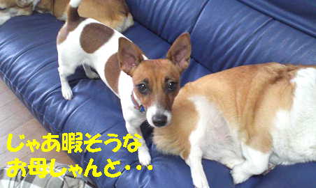マヤリン11