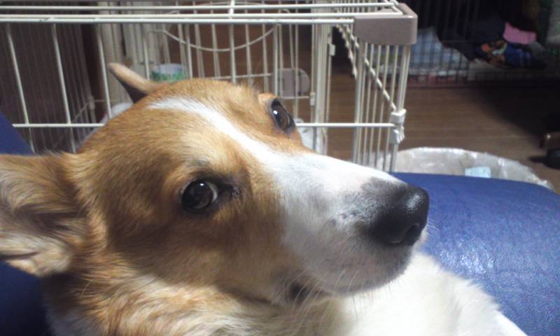 マヤ