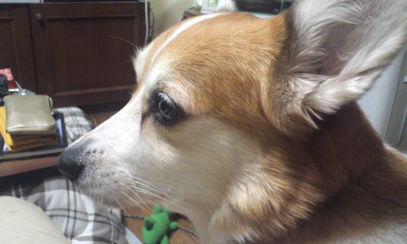 ぺこ