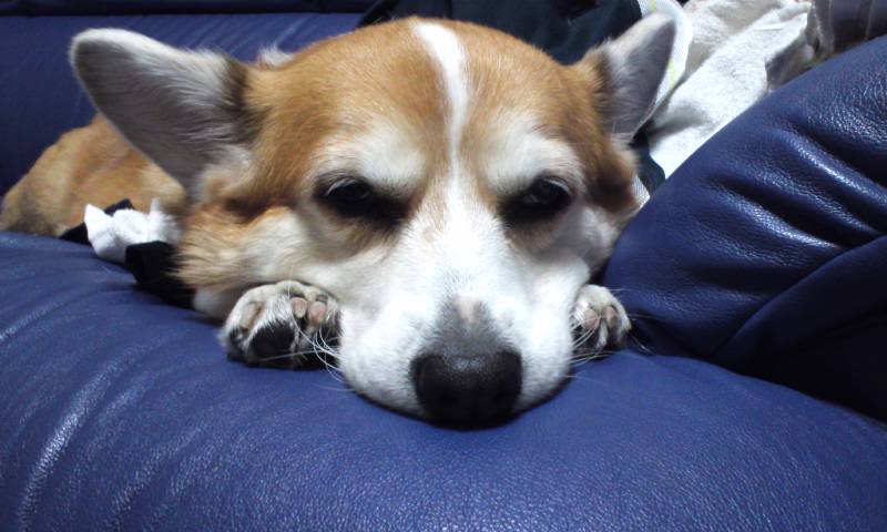 ぺこ1