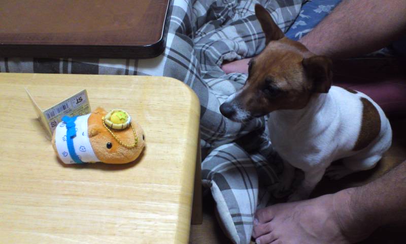 リンとカピパラ
