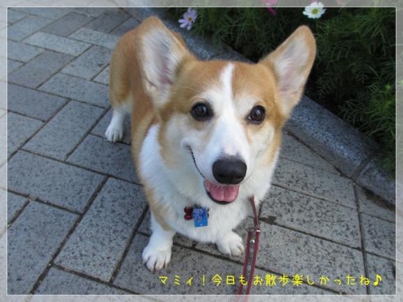 今日もお散歩楽しかったね♪