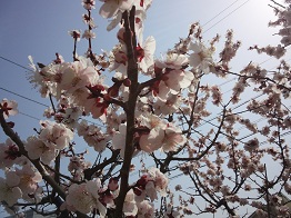 梅の花