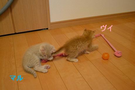 DSC_0005_20121017155813.jpg