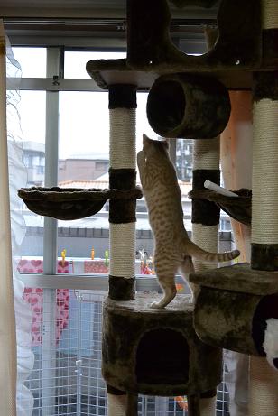 DSC_0039_20121230223231.jpg