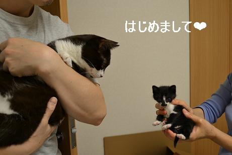 DSC_0093_20121015183528.jpg