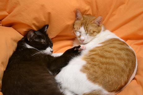 DSC_0342.jpg