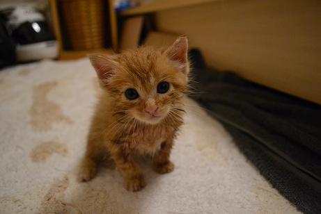DSC_0785_20121214140359.jpg
