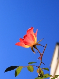 IMG_8875.jpg
