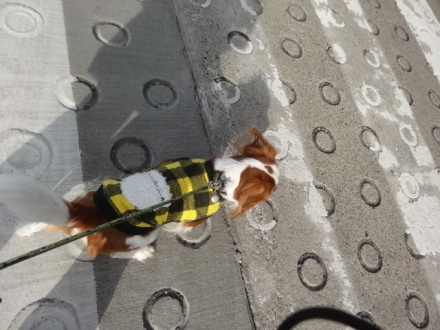 いいのだ