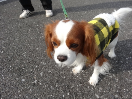 歩きたかったな