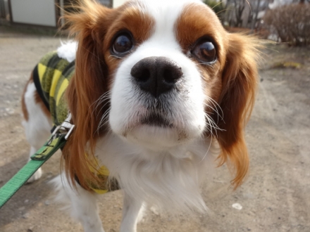 キチャないね
