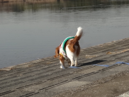 お利口ちゃん