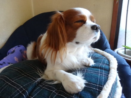眠いな