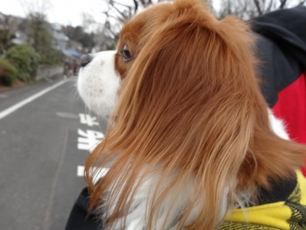 ウンPしたよ