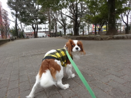行くぞー