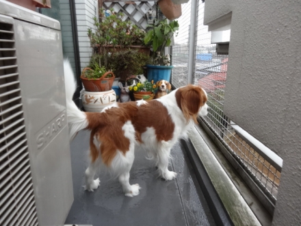 ビュー