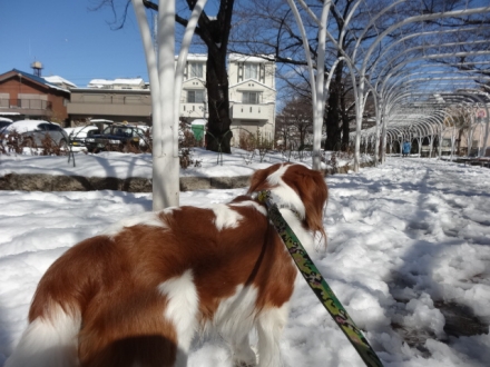 雪用ではないので