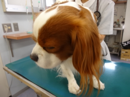 待ったぞー