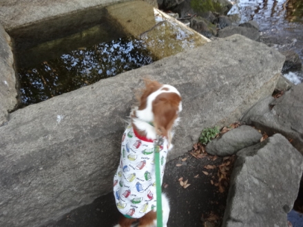 循環水かな?