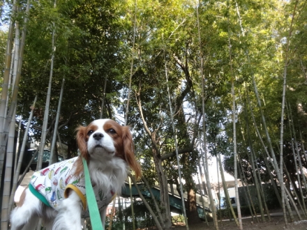 春はタケノコが出るよ