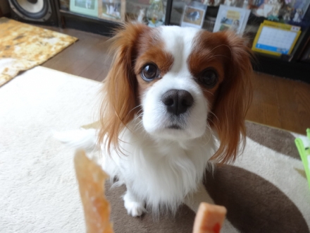 食べるぞー